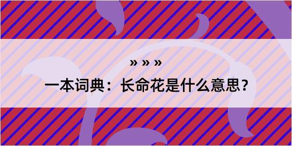 一本词典：长命花是什么意思？