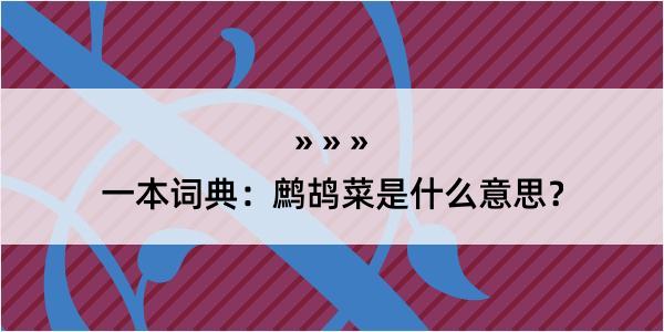 一本词典：鹧鸪菜是什么意思？