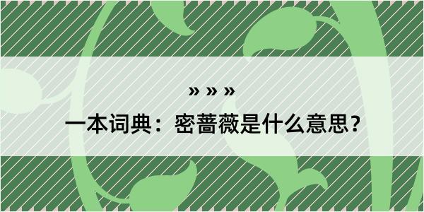 一本词典：密蔷薇是什么意思？