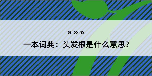 一本词典：头发根是什么意思？