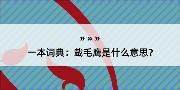 一本词典：蛓毛鹰是什么意思？